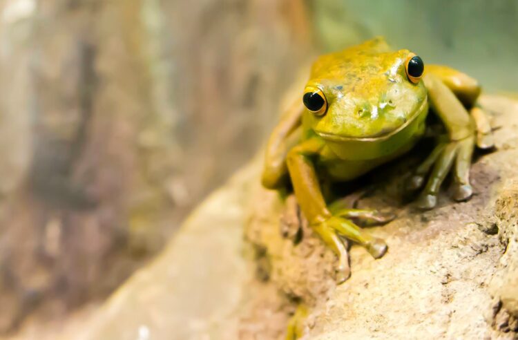 Caring for Pet Frogs: Habitat Setup, Diet, and Health Maintenance