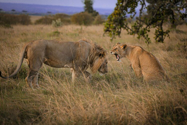 Wildlife Encounters in the Serengeti